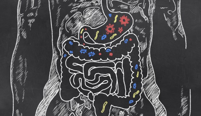 What Is the Gut Microbiome and Why Is it So Important?